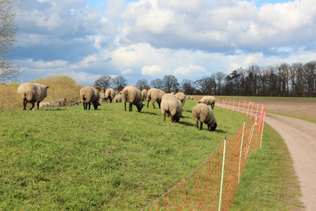 Kein Geld, kein Zaun, kein Schaf – dafür Wölfe