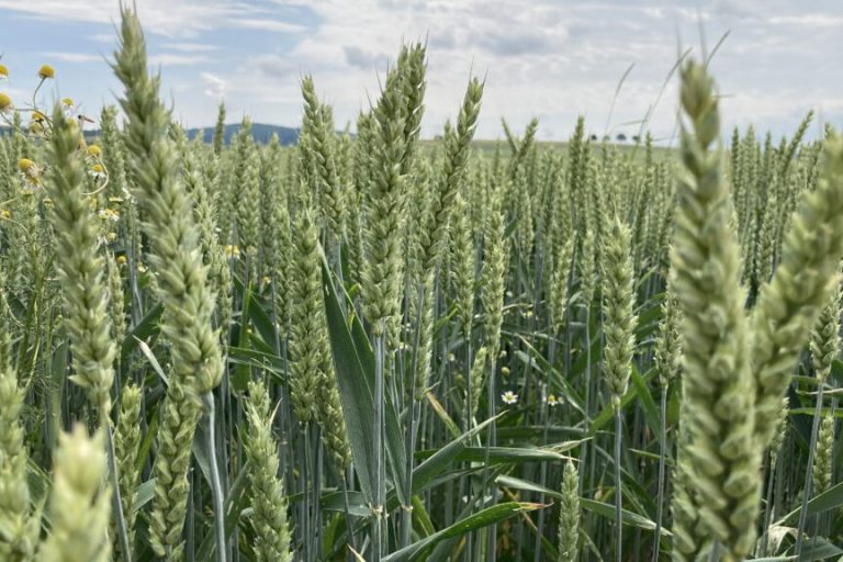 Die Rallye am Getreide-Markt nimmt kein Ende