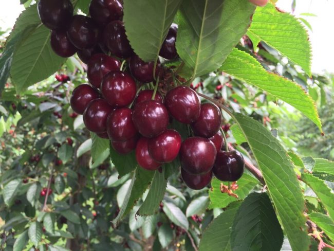Kirschen: Süß und saftig hängen sie am Baum