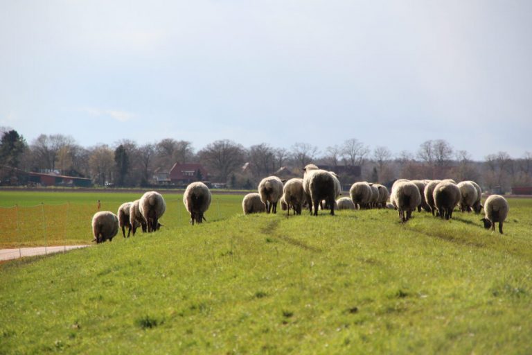 Situation der Schafhalter wird nicht leichter