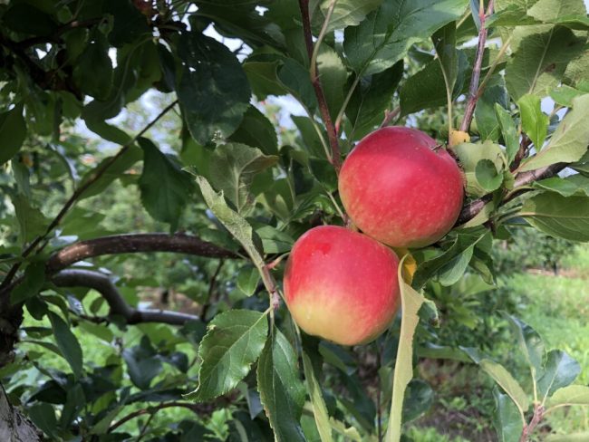 Apfelsaft aus der Region: Ist die Streuobstwiese out?
