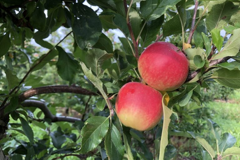 Apfelsaft aus der Region: Ist die Streuobstwiese out?