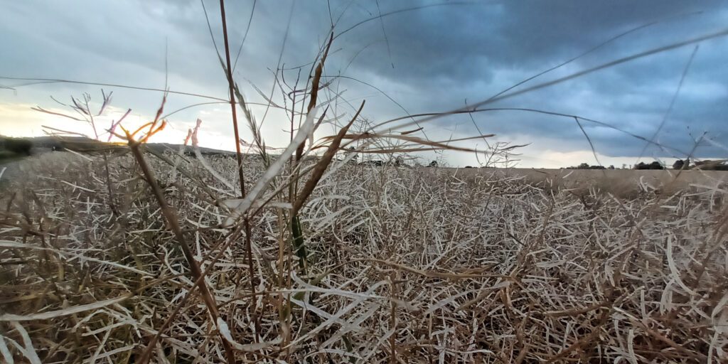 Landregen ist nötig, Hagel und Sturm schaden Ernte 23