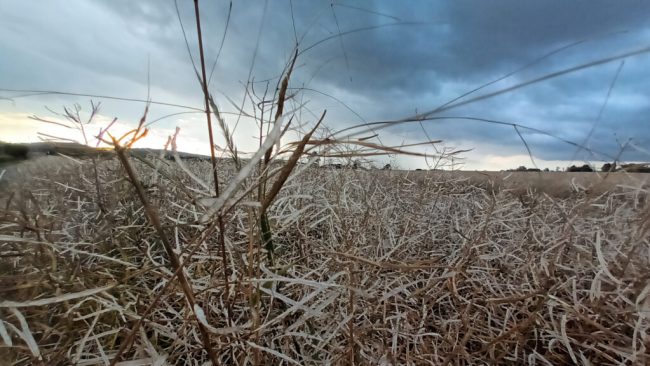 Landregen ist nötig, Hagel und Sturm schaden Ernte 23