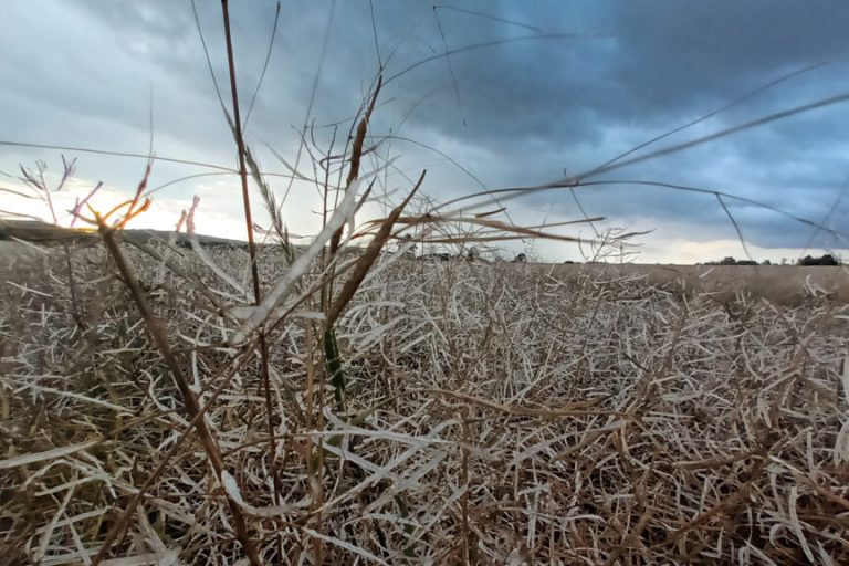Landregen ist nötig, Hagel und Sturm schaden Ernte 23