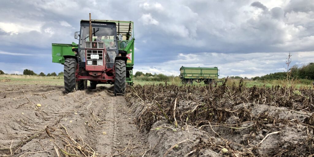 Auch die anstehende Kartoffelernte wird spannend