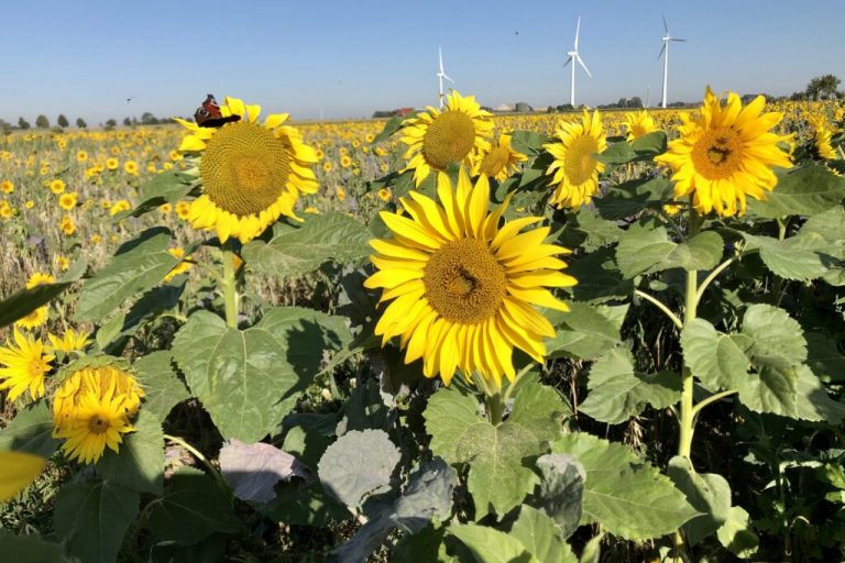 Anbau von Sonnenblumen wieder leicht rückläufig