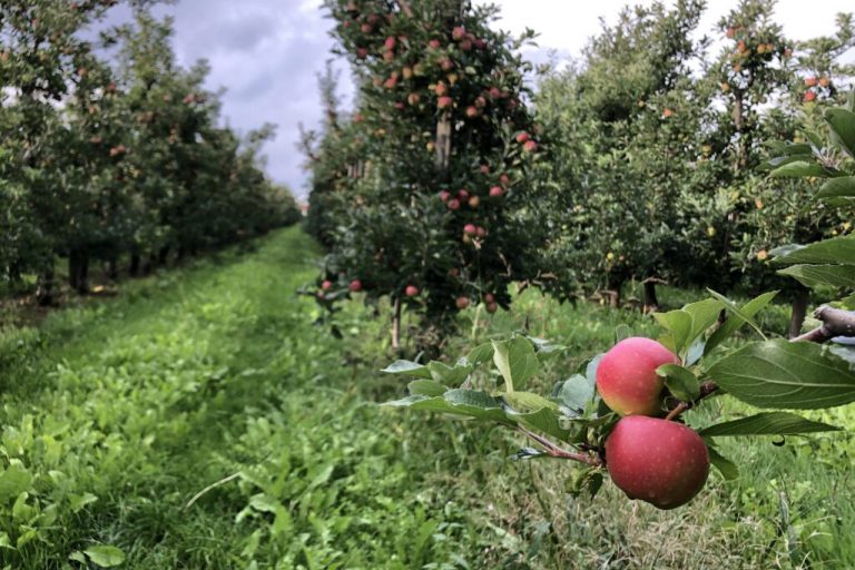 Apfelernte lässt hervorragende Qualität erwarten