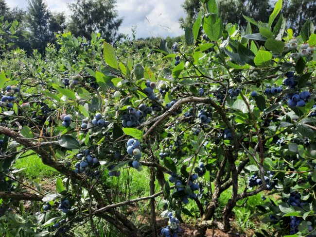 Regen gibt Heidelbeeren den letzten Kick