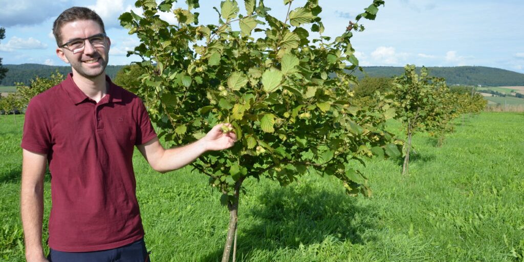 Bald beginnt die erste Haselnussernte in Niedersachsen