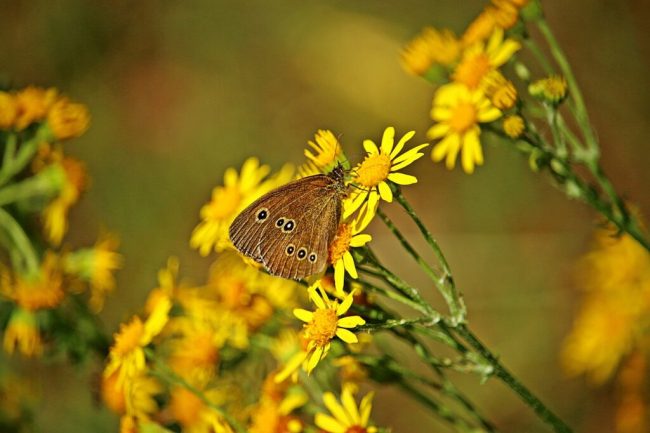 Jakobskreuzkraut: Schönes, aber giftiges Unkraut