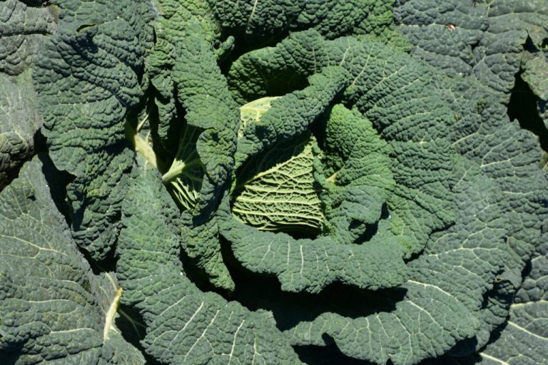 Gemüse ist auch mit kleinen Schönheitsfehlern gesund