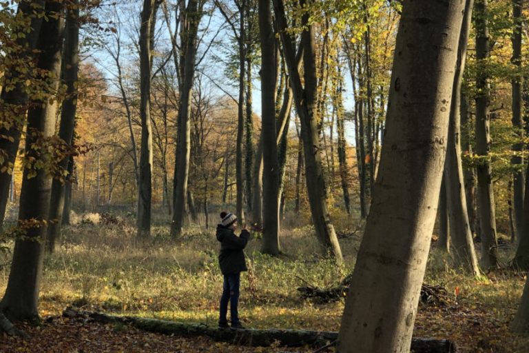 Gesunder Wald, gesunde Menschen