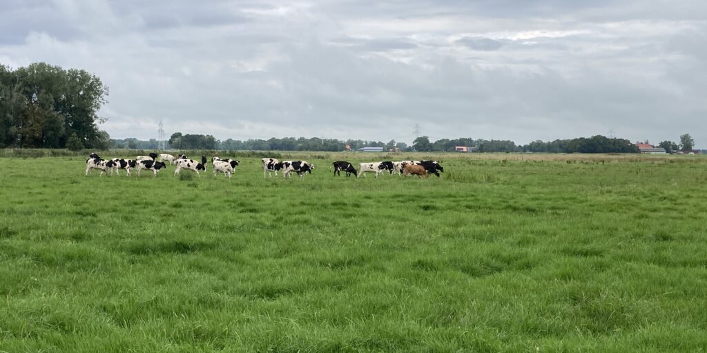 Grünland mit Leistungen fürs Ökosystem erhalten