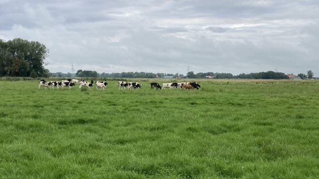 Grünland mit Leistungen fürs Ökosystem erhalten