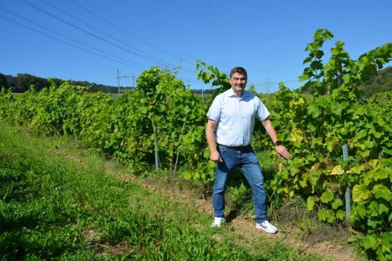 Niedersachsen soll Qualitätsweingebiet werden