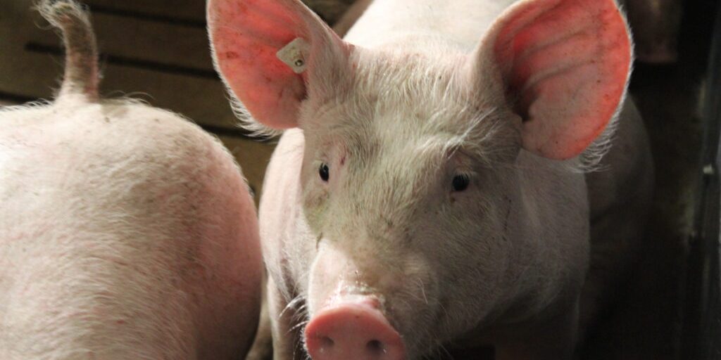 Zukunft der Schweinehaltung gestalten – aber wie?