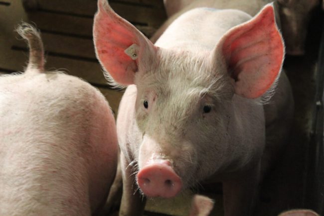 Zukunft der Schweinehaltung gestalten – aber wie?