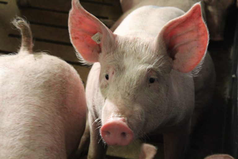 Zukunft der Schweinehaltung gestalten – aber wie?