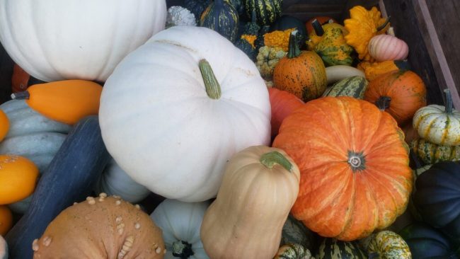 Kürbisse sind ein starkes Zeichen für Halloween