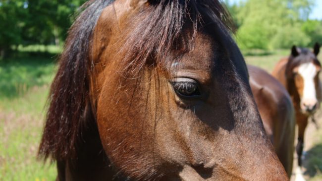 Naturnahe Ponyreitschule gewinnt Artenvielfalt-Preis