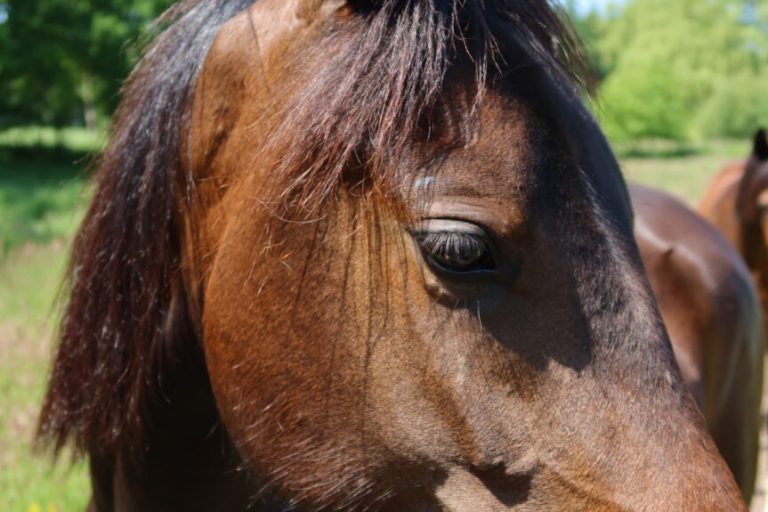 Naturnahe Ponyreitschule gewinnt Artenvielfalt-Preis