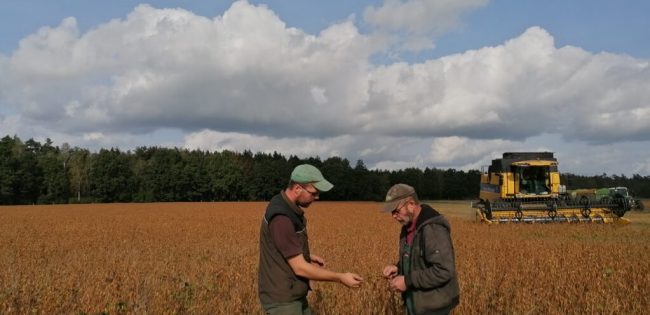 Leichter Zuwachs beim Anbau von Sojabohnen