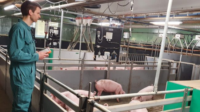 KI im Schweinestall kann Fachkräfte nicht ersetzen