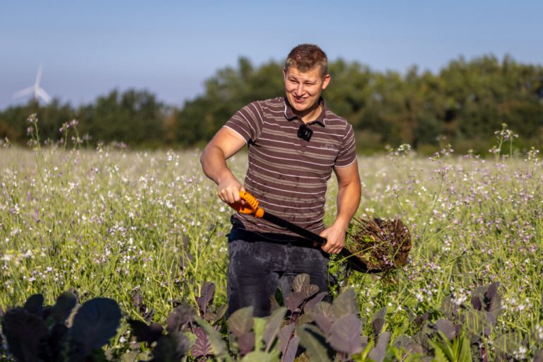 Zwischenfrüchte füttern das Bodenleben
