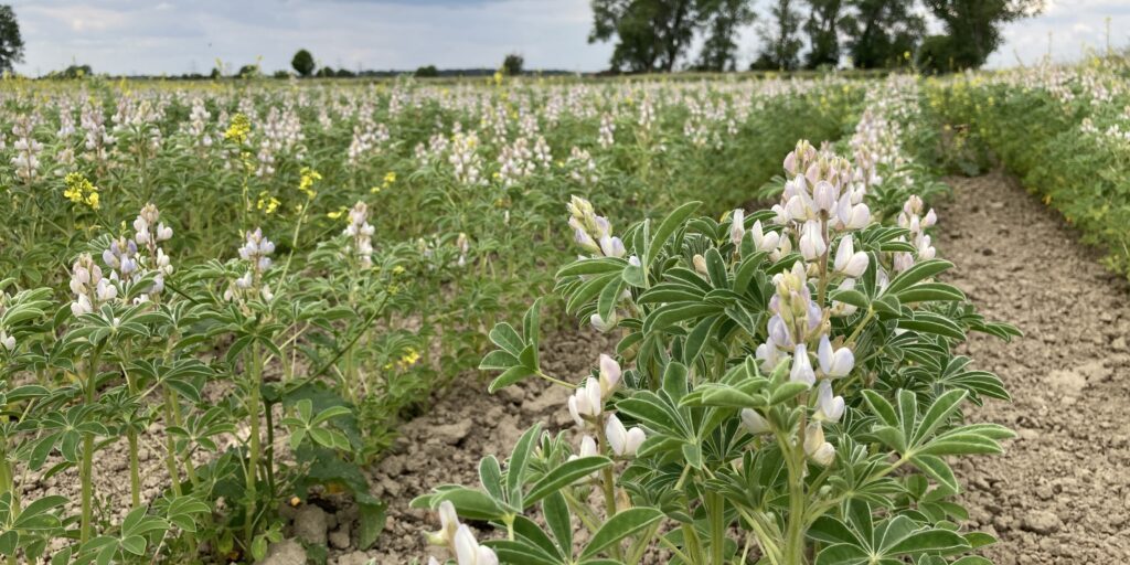 Öko-Fläche ist in Niedersachsen leicht zurückgegangen