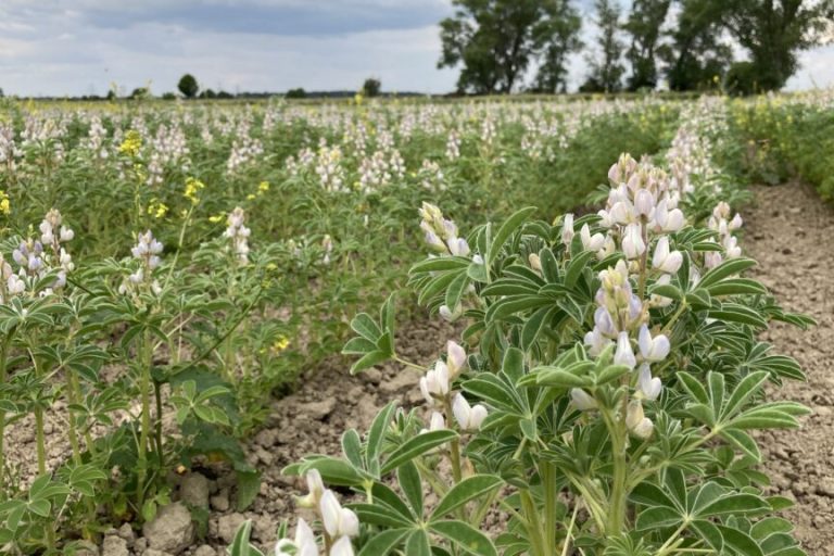 Öko-Fläche ist in Niedersachsen leicht zurückgegangen