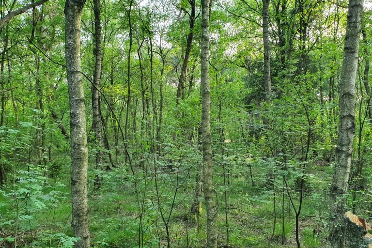 NSG_Großes_Everstorfer_Moor_002