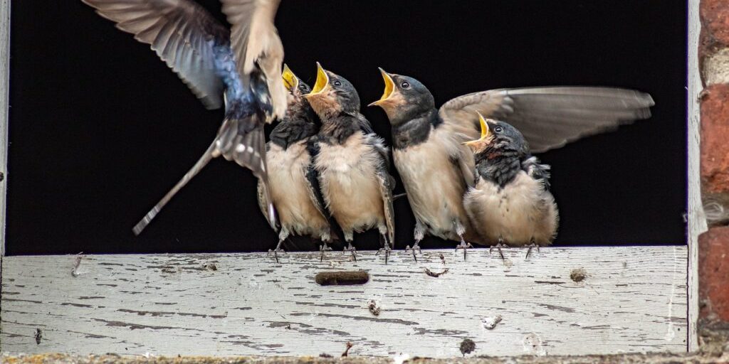 Mehr als 1100 Milchbauern zählen 23.000 Schwalben