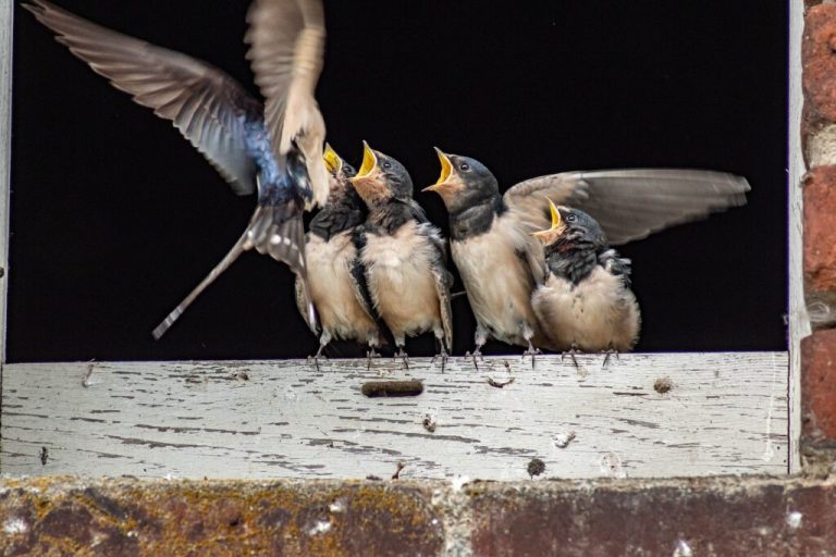 Mehr als 1100 Milchbauern zählen 23.000 Schwalben