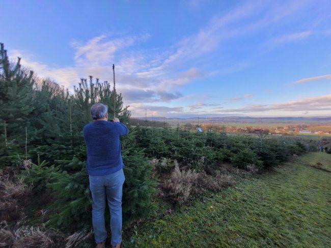 Tannenbäume stehen in diesem Jahr in voller Pracht