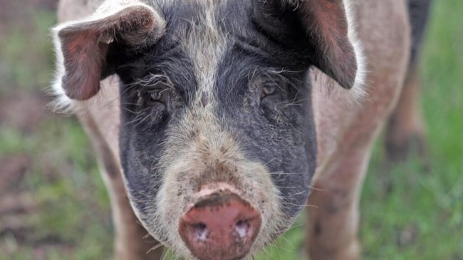 ASP: Lichtblick für Auslauf- und Freilandhaltungen