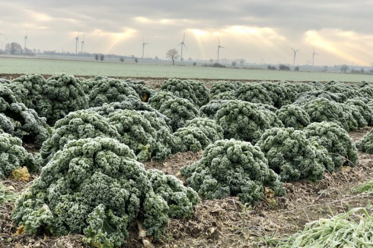 Auch Wintergemüse kommt aus heimischem Anbau