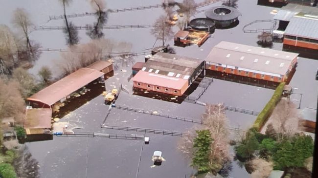 Tierhalter leiden besonders unter dem Hochwasser