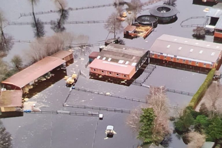 Tierhalter leiden besonders unter dem Hochwasser