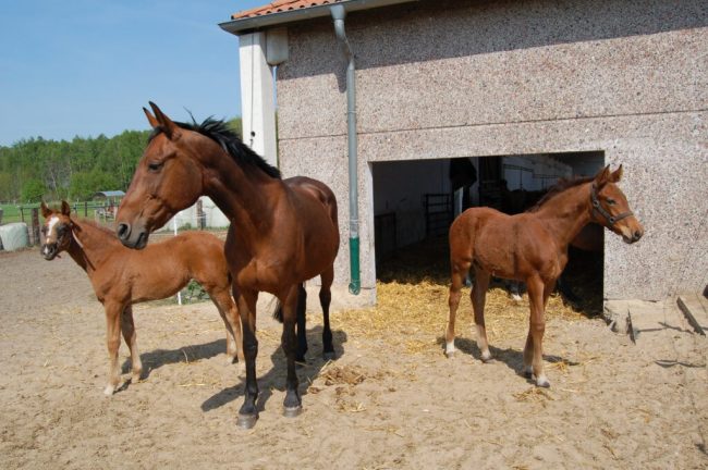 Pferdezucht ruft Gänsehautmomente hervor