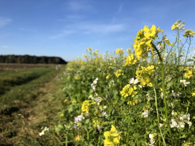 Landvolk fordert zügige Umsetzung für erleichterte Stilllegungspflicht