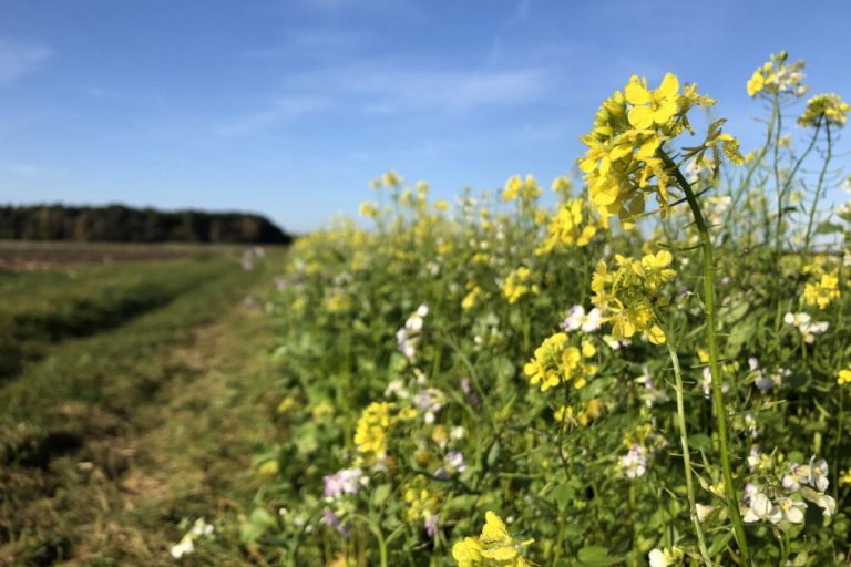 Landvolk fordert zügige Umsetzung für erleichterte Stilllegungspflicht
