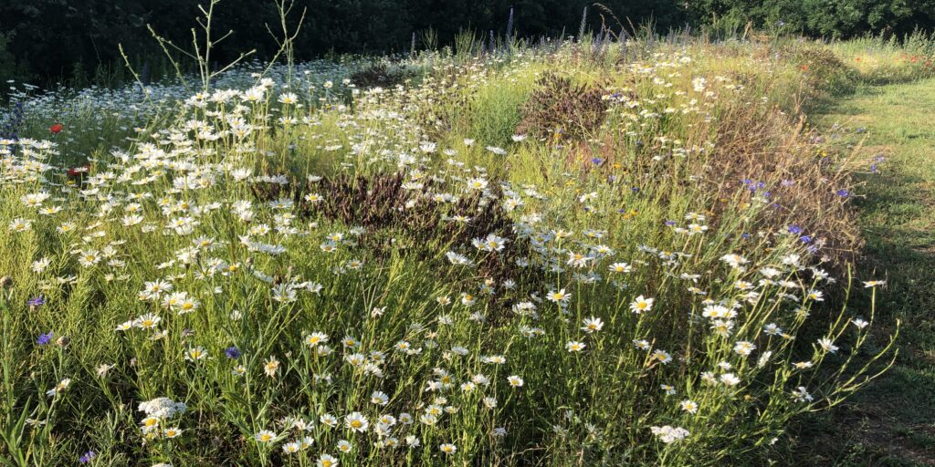 Auf dem Weg zum landesweiten Biotopverbund