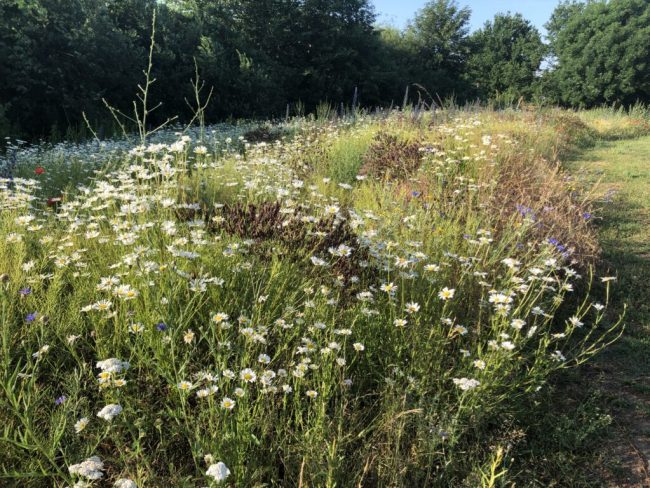 Auf dem Weg zum landesweiten Biotopverbund