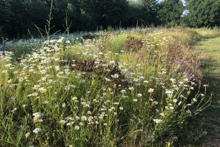 Auf dem Weg zum landesweiten Biotopverbund
