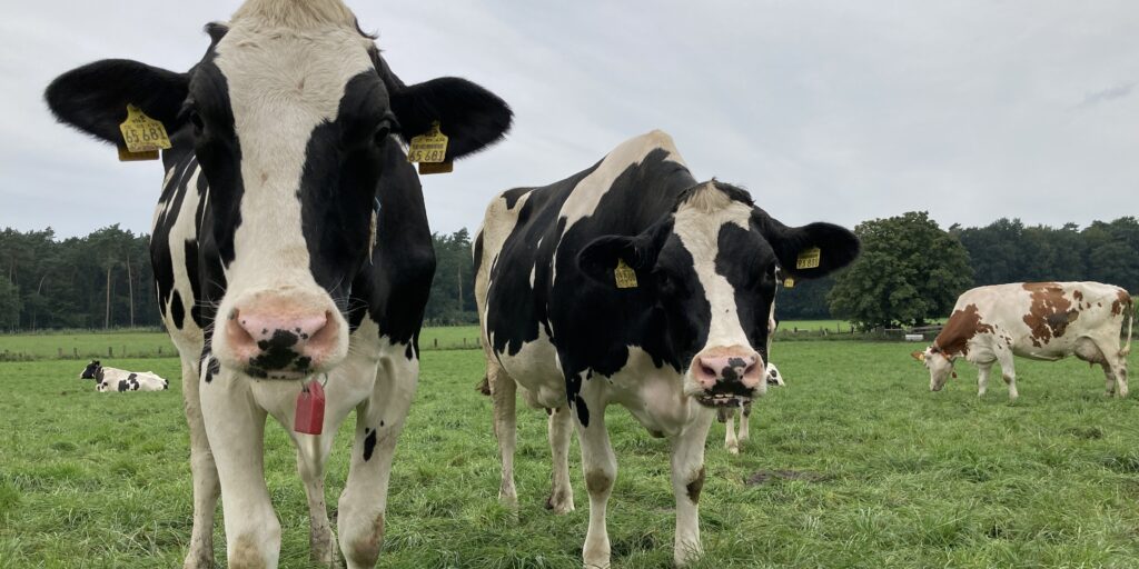 Erst Nutztiere machen Landwirtschaft nachhaltig