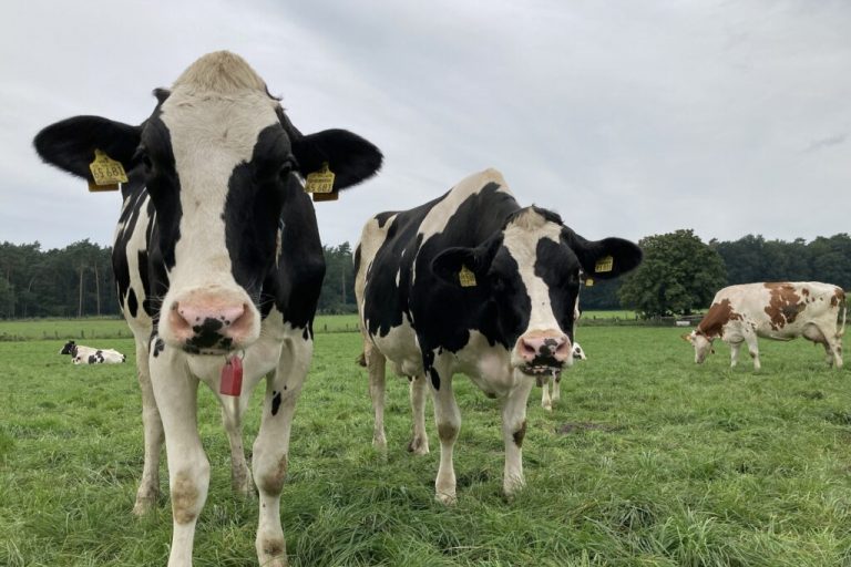 Erst Nutztiere machen Landwirtschaft nachhaltig