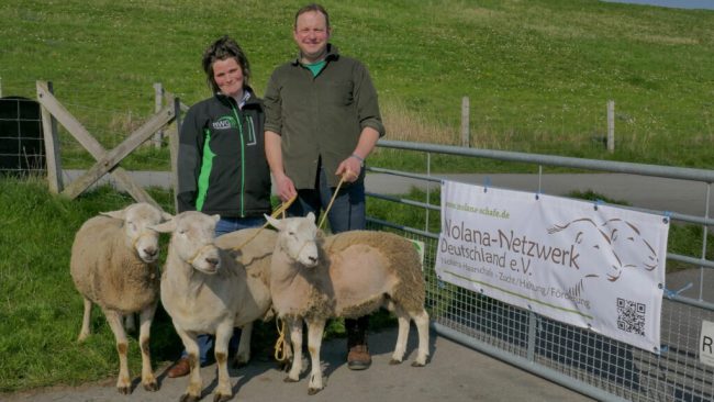 „Goldener Tritt“ der Schafe ist gelebter Deichschutz