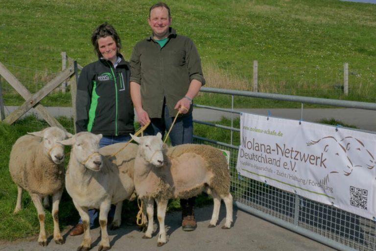 „Goldener Tritt“ der Schafe ist gelebter Deichschutz