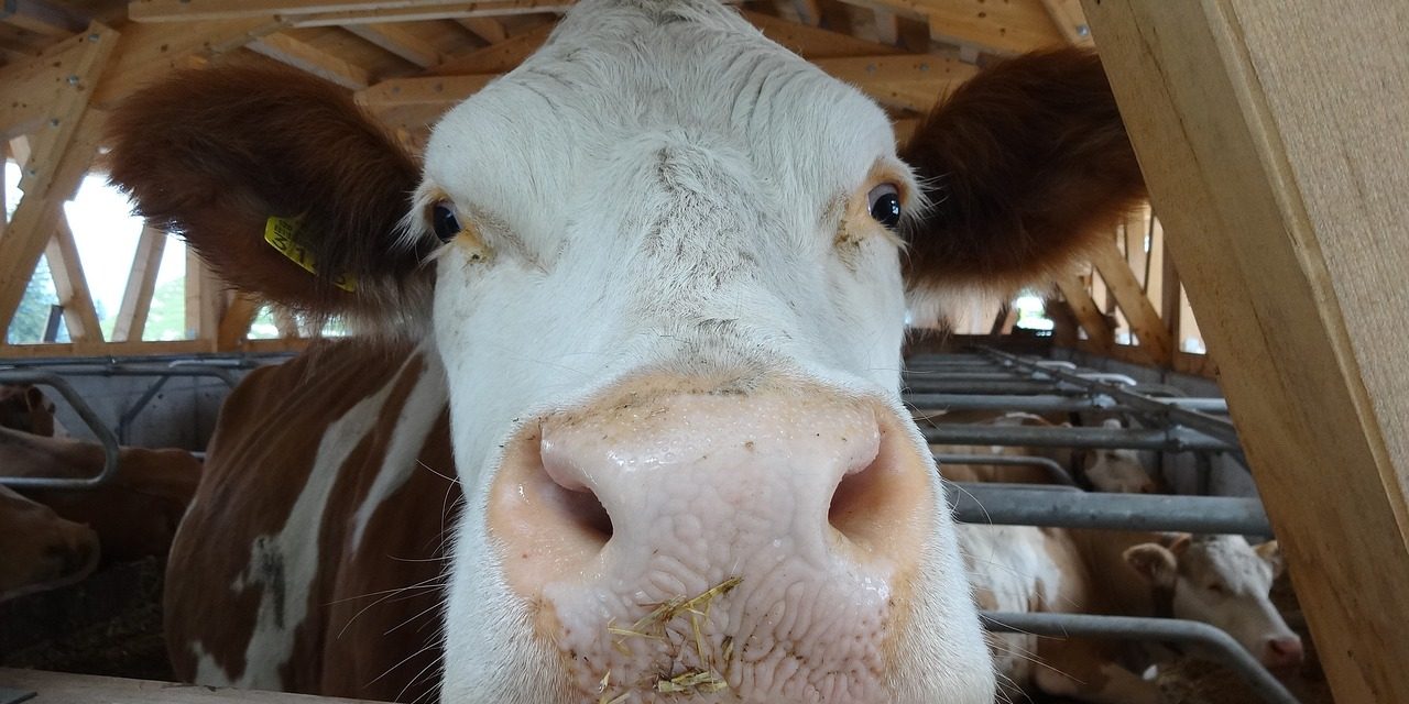 cow-1713977_1280